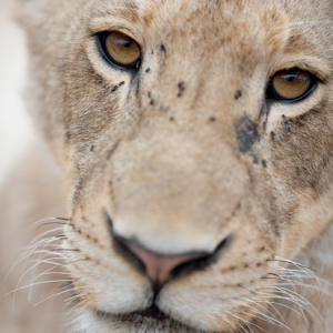 Lioness